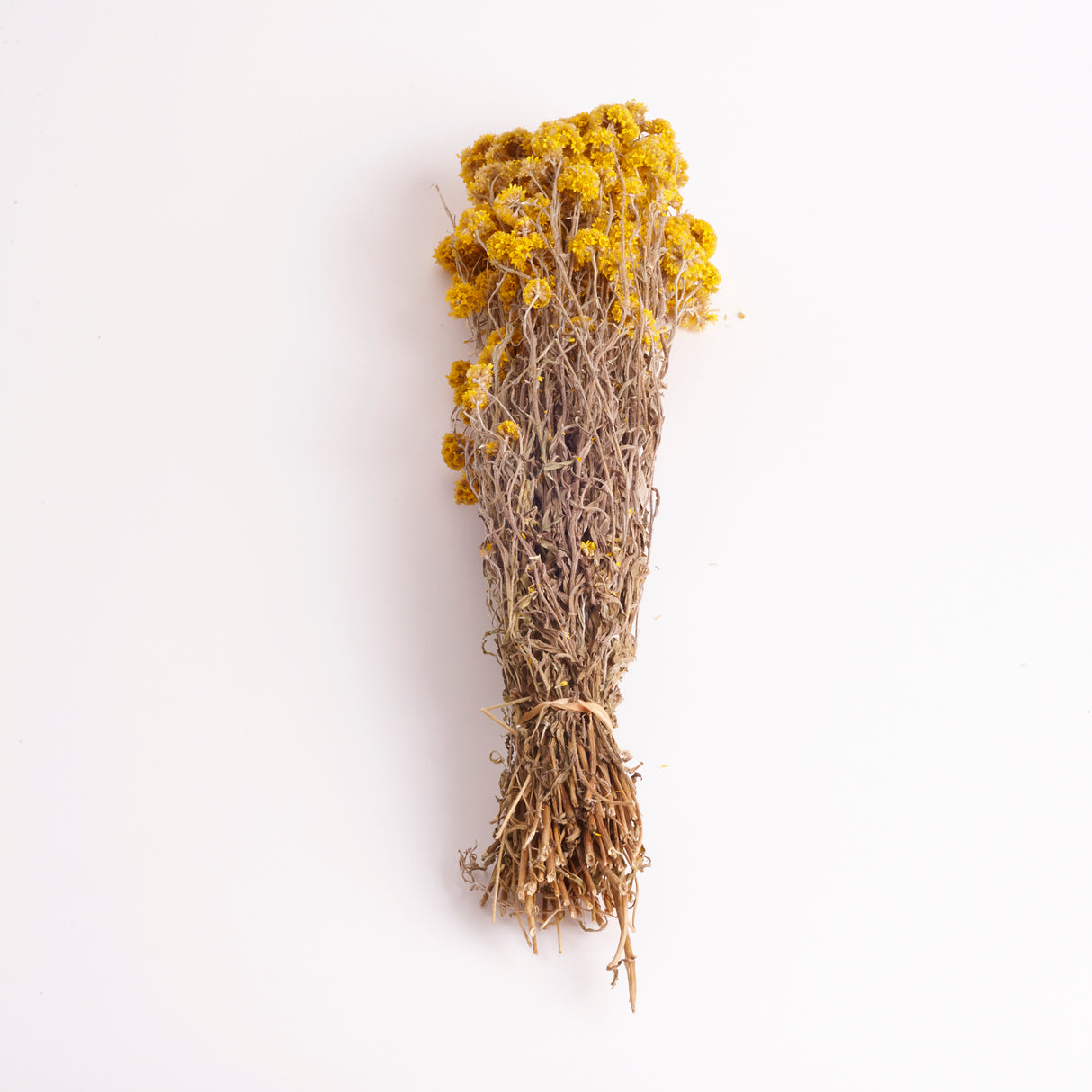 Sanfordii, Natural Yellow, Bunch, 50cm