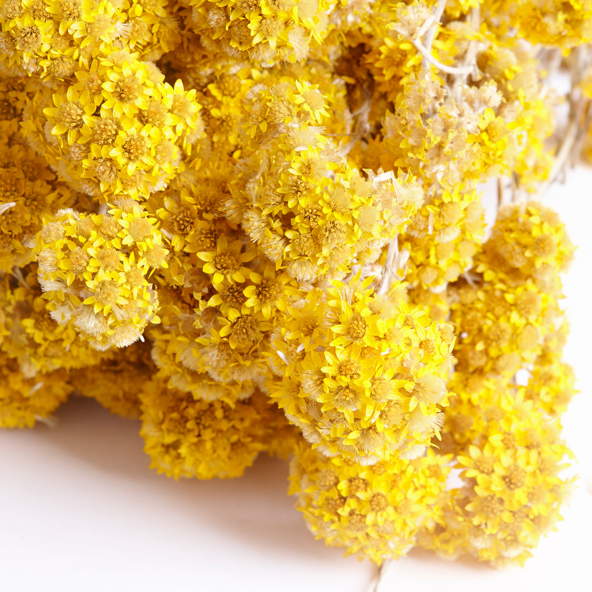 Sanfordii, Natural Yellow, Bunch, 50cm