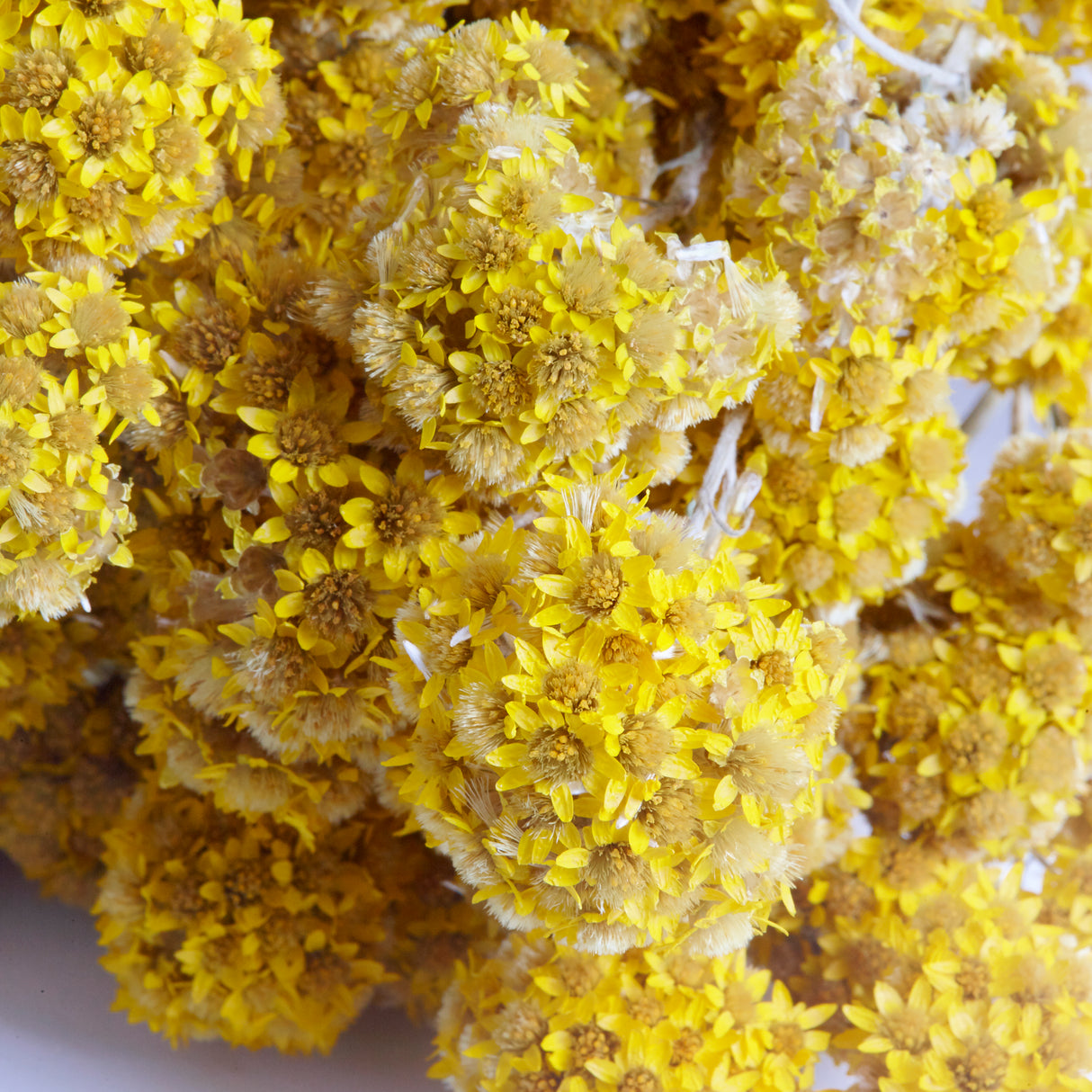 Sanfordii, Natural Yellow, Bunch, 50cm