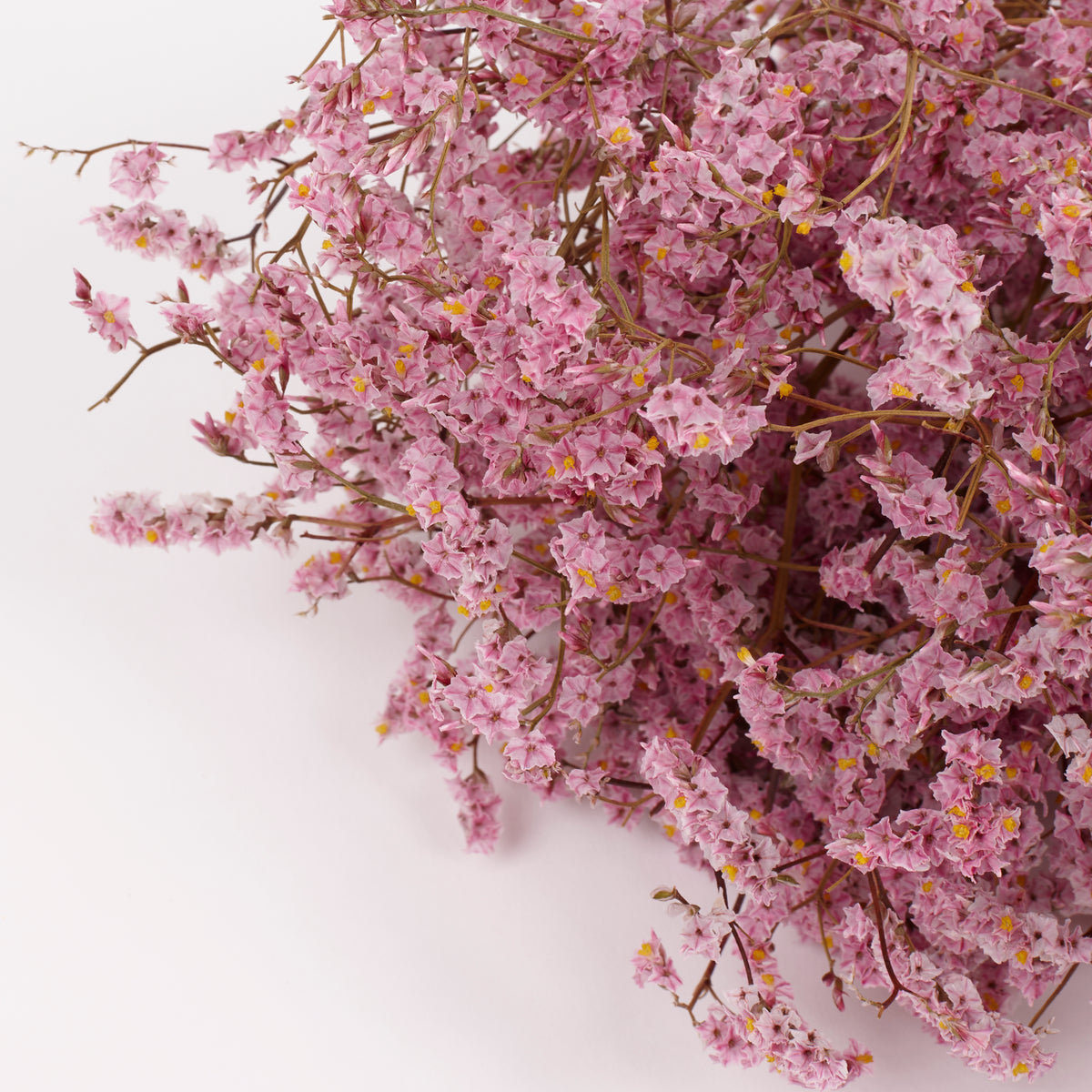 Limonium, Dried, Natural Light Pink, 60cm