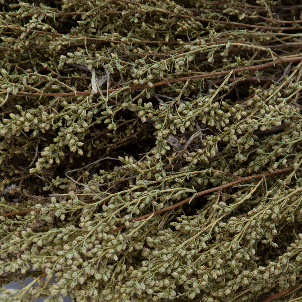 This image shows a bunch of naturally coloured solidago, against a white background
