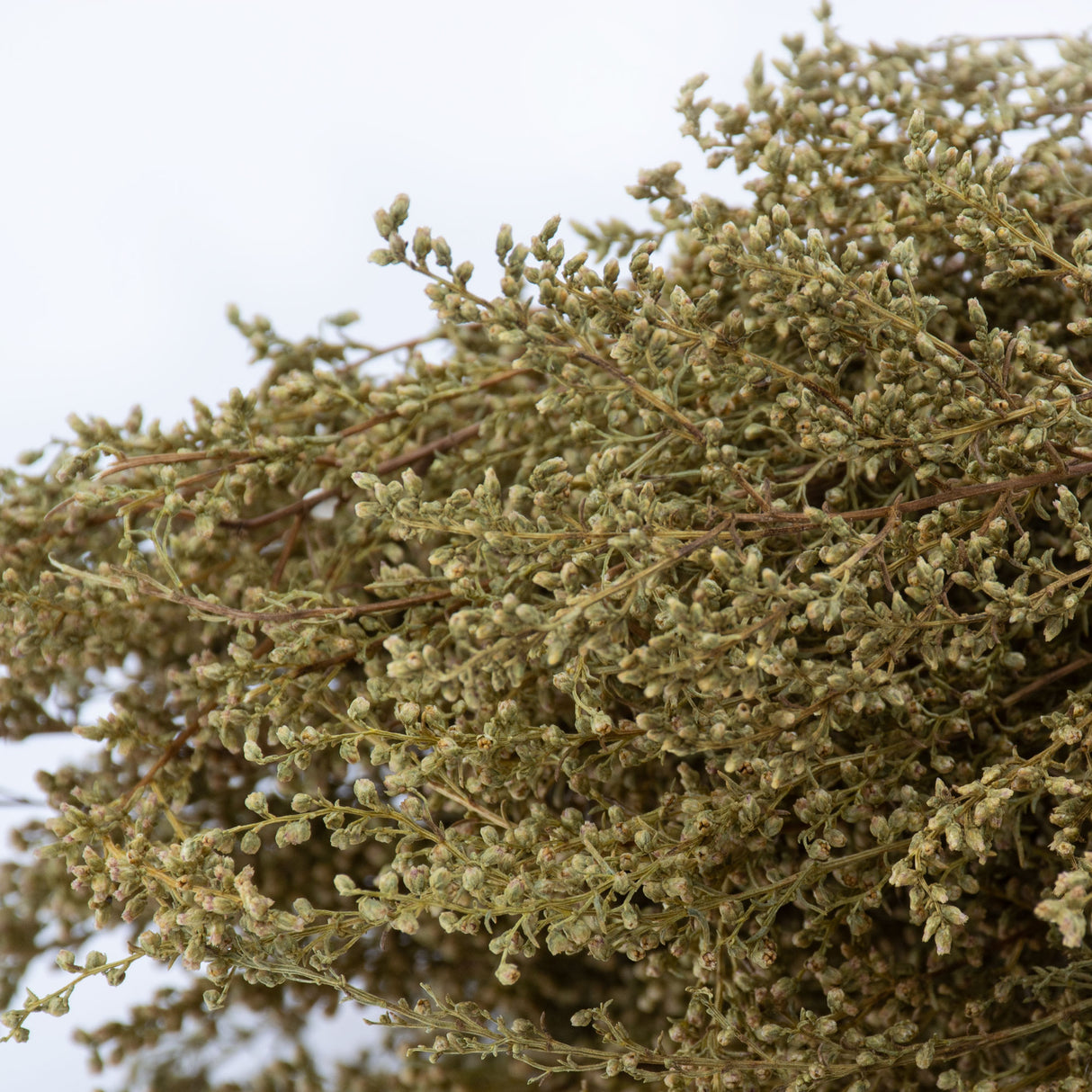 This image shows a bunch of naturally coloured solidago, against a white background