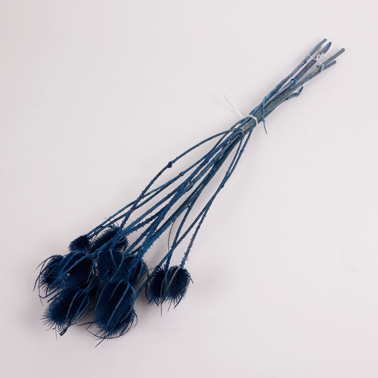 Cardoon Thistle, Dyed Blue, Bunch