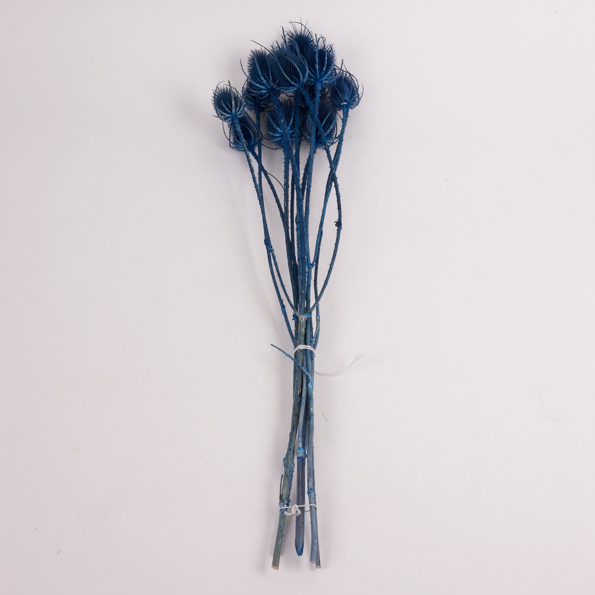 Cardoon Thistle, Dyed Blue, Bunch