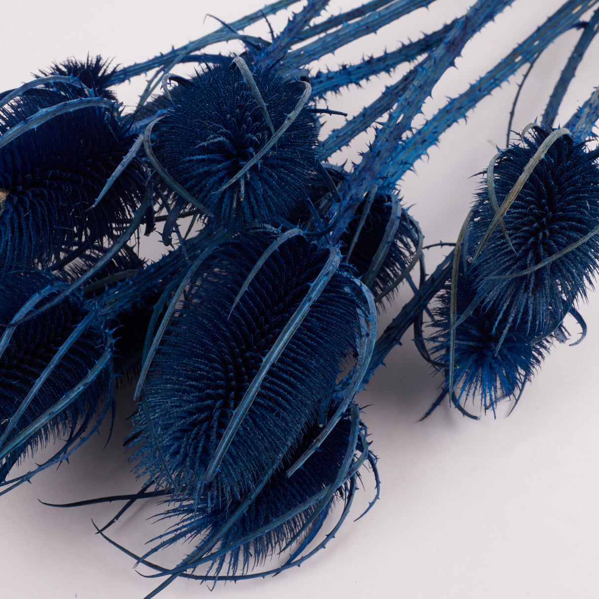 Cardoon Thistle, Dyed Blue, Bunch