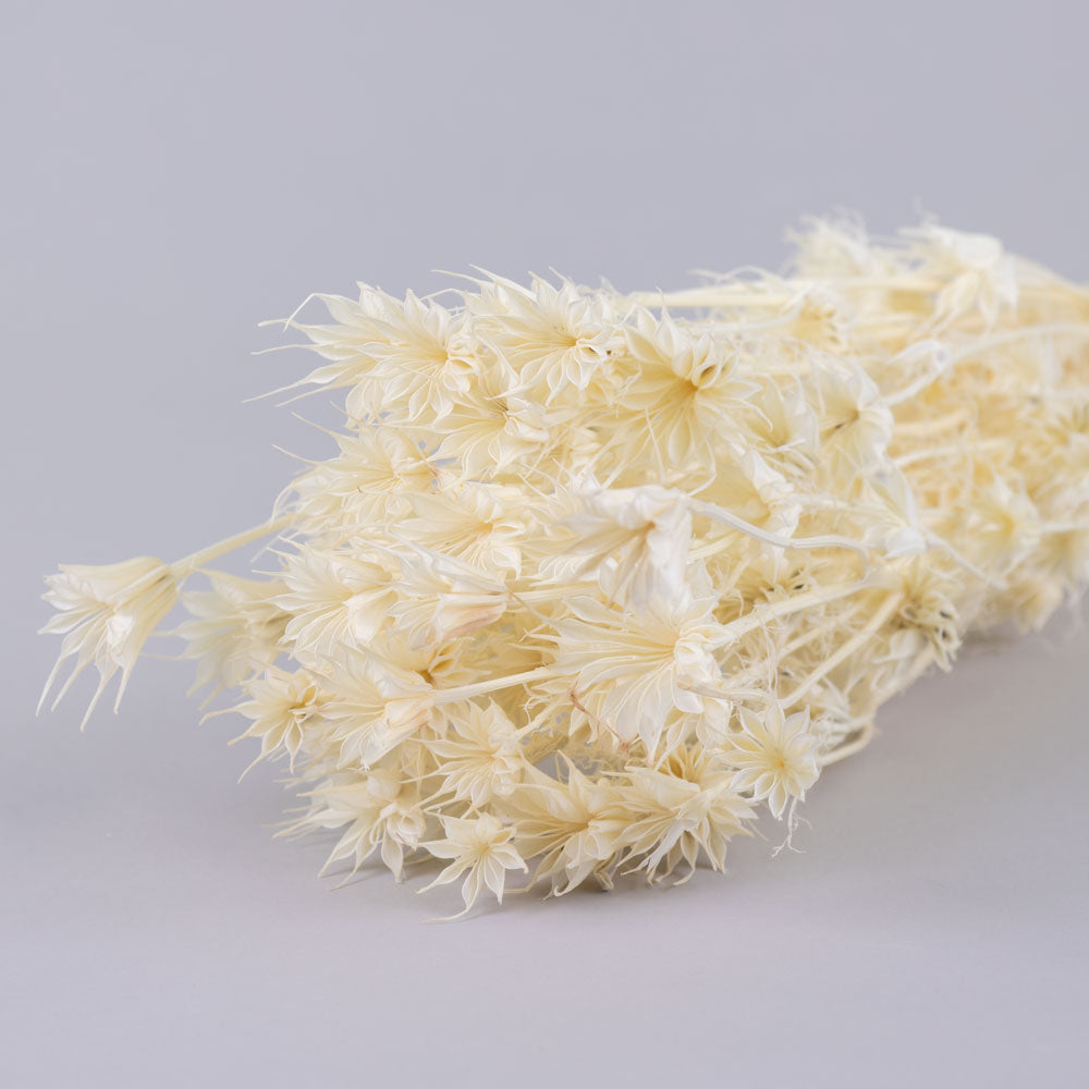 Nigella orientalis, Bleached White, 100g Bunch