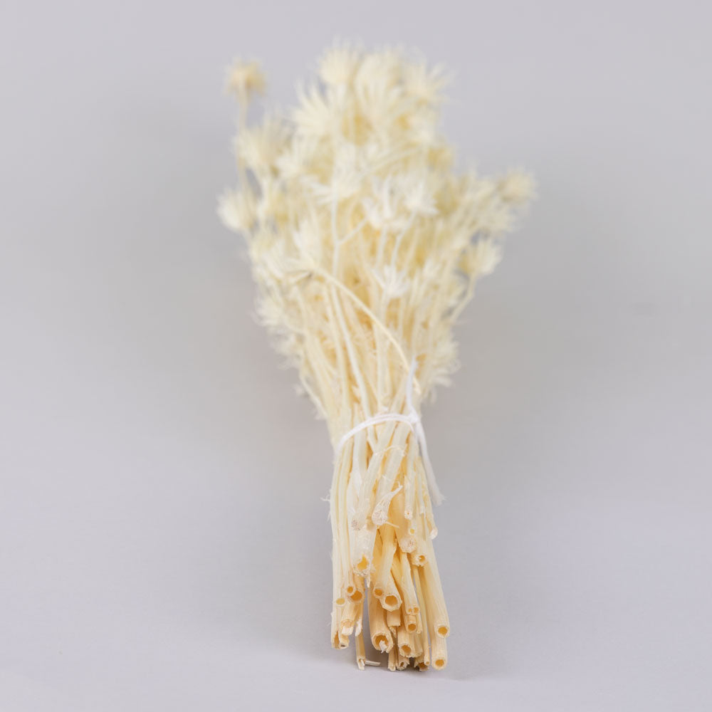 Nigella orientalis, Bleached White, 100g Bunch