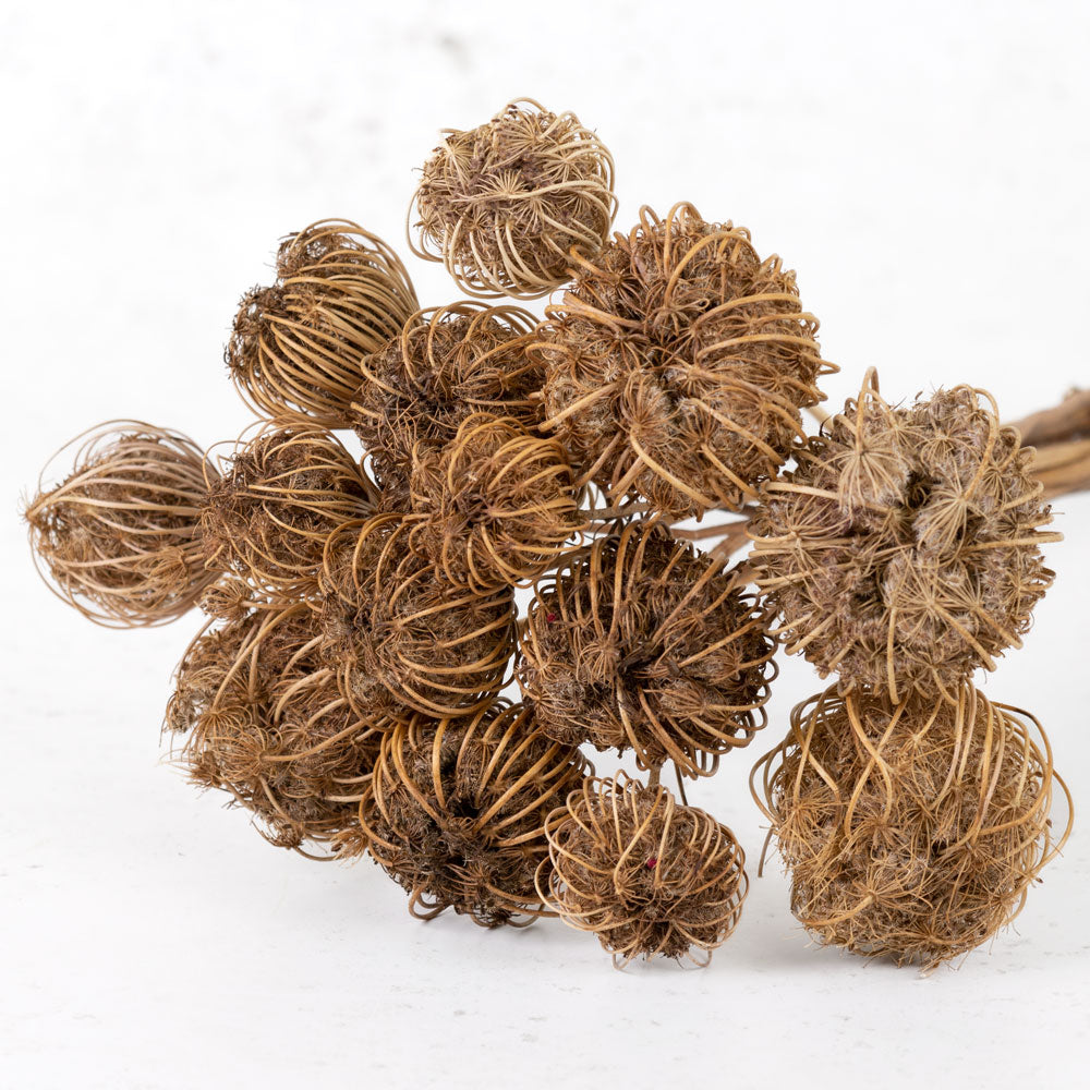 Ammi majus, Natural, 10 Stem Bunch