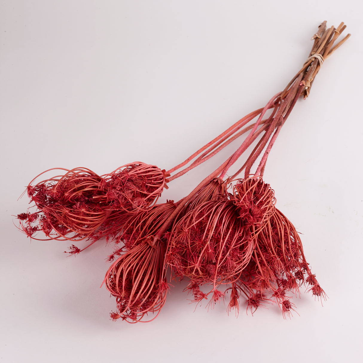Ammi majus, Dried, Pink, Bunch x 10 Stems