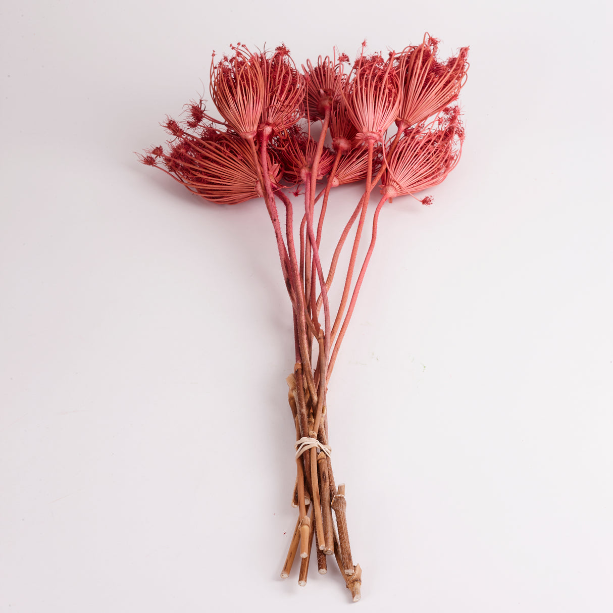 Ammi majus, Dried, Pink, Bunch x 10 Stems