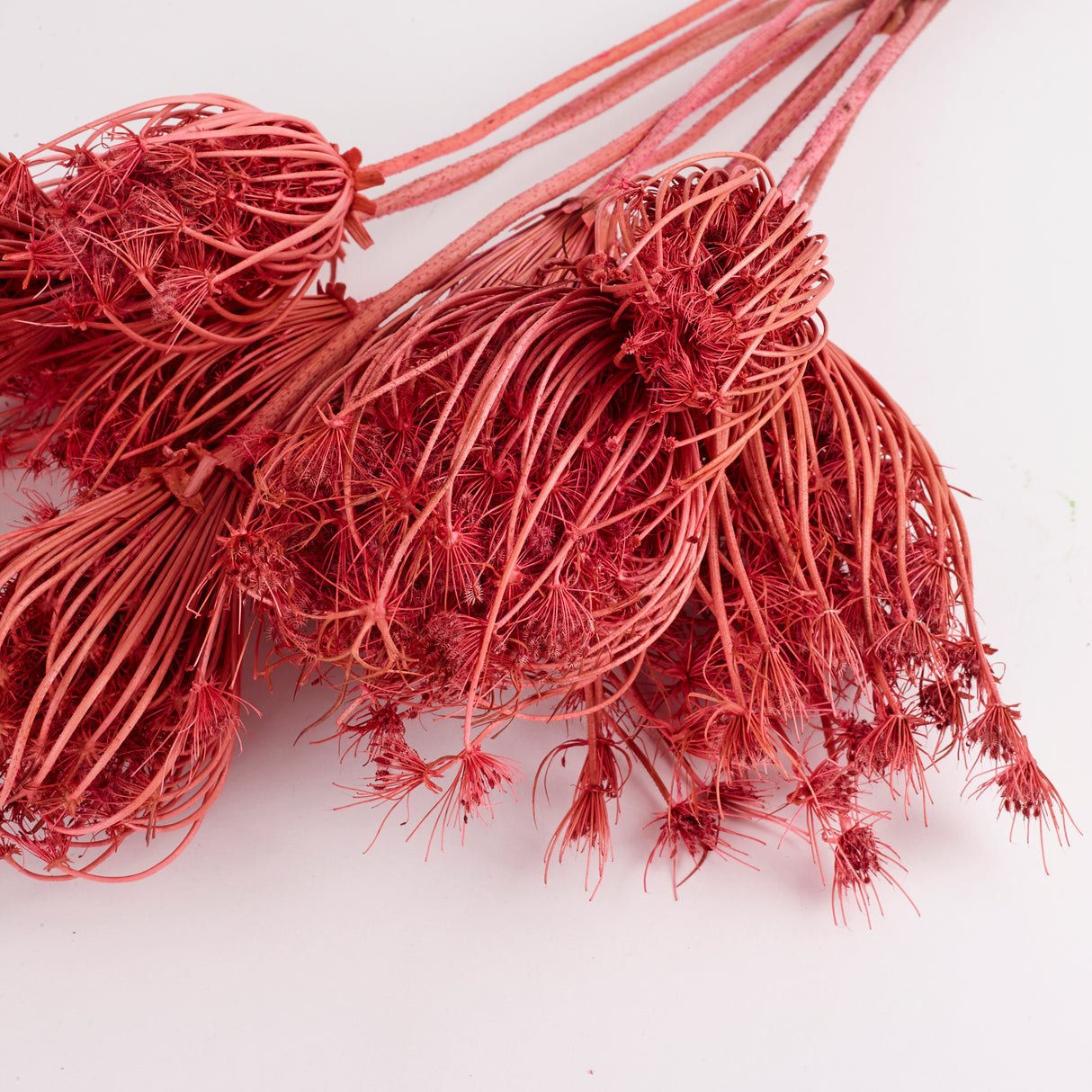 Ammi majus, Dried, Pink, Bunch x 10 Stems
