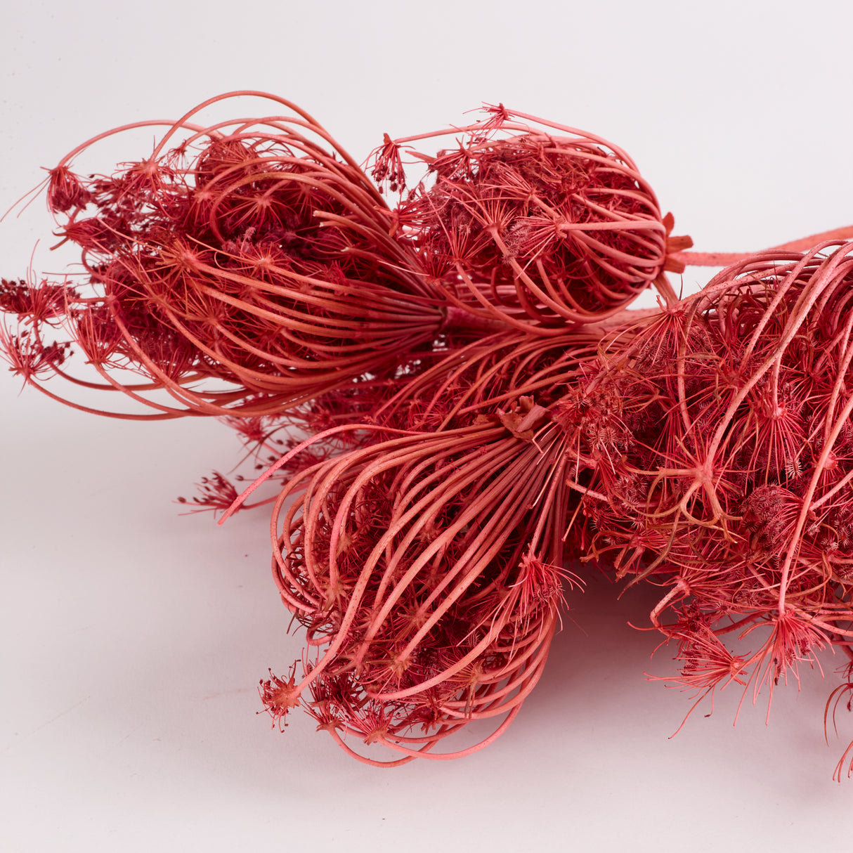 Ammi majus, Dried, Pink, Bunch x 10 Stems