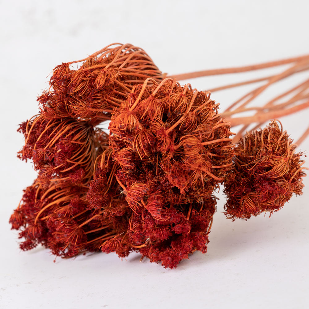 Ammi majus, Burnt Orange, Bunch x 10 Stems