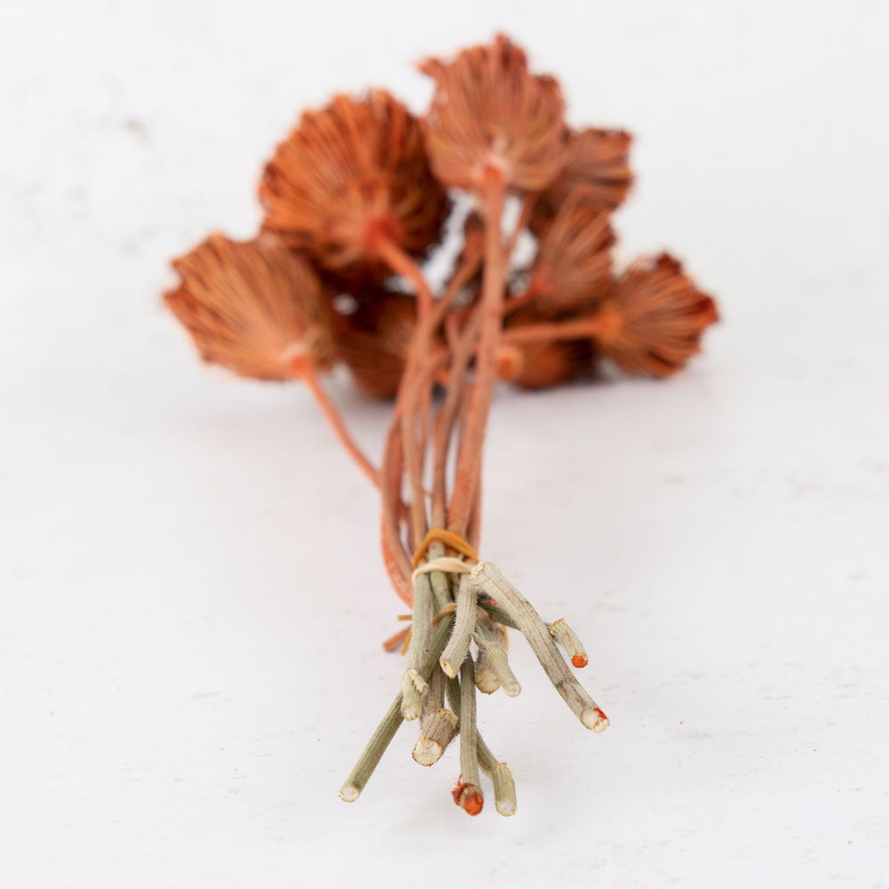 Ammi majus, Burnt Orange, Bunch x 10 Stems