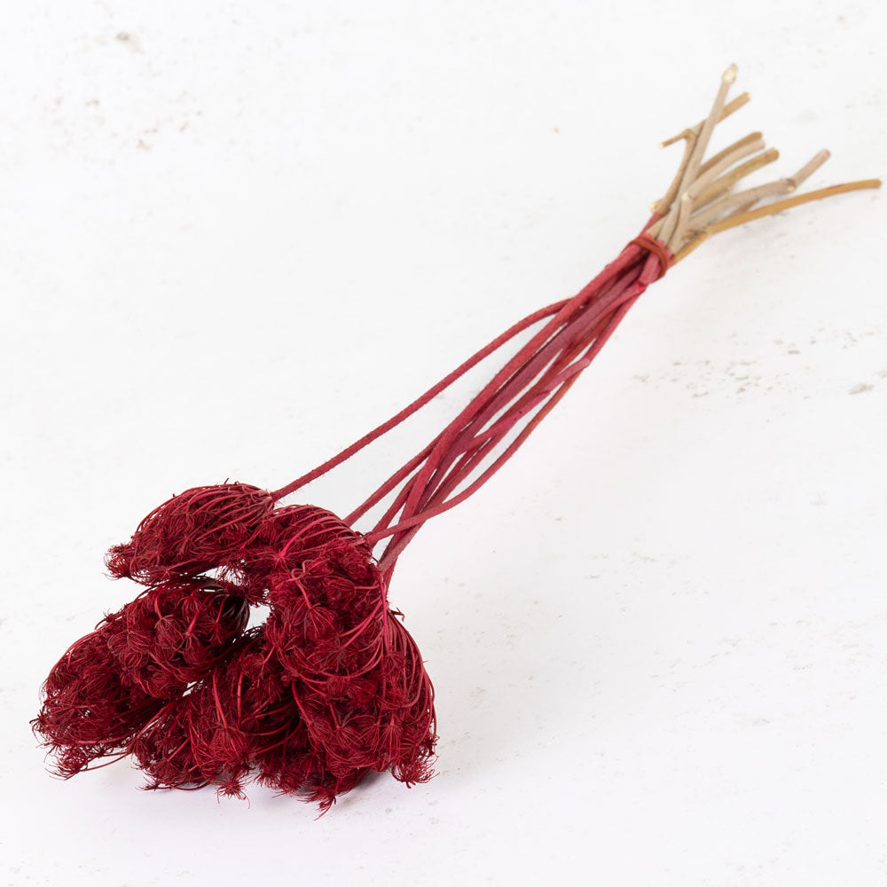 Ammi majus, Red, Bunch x 10 Stems