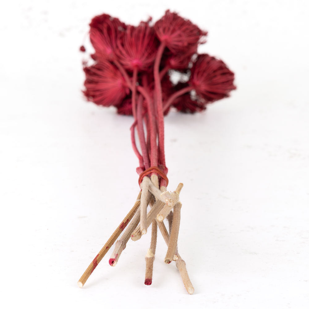 Ammi majus, Red, Bunch x 10 Stems