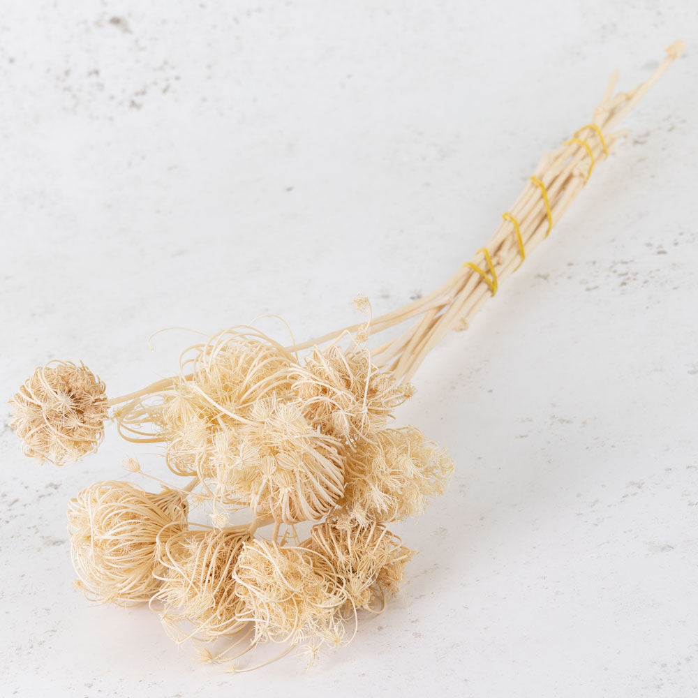 Ammi majus, Bleached White, 10 Stem Bunch