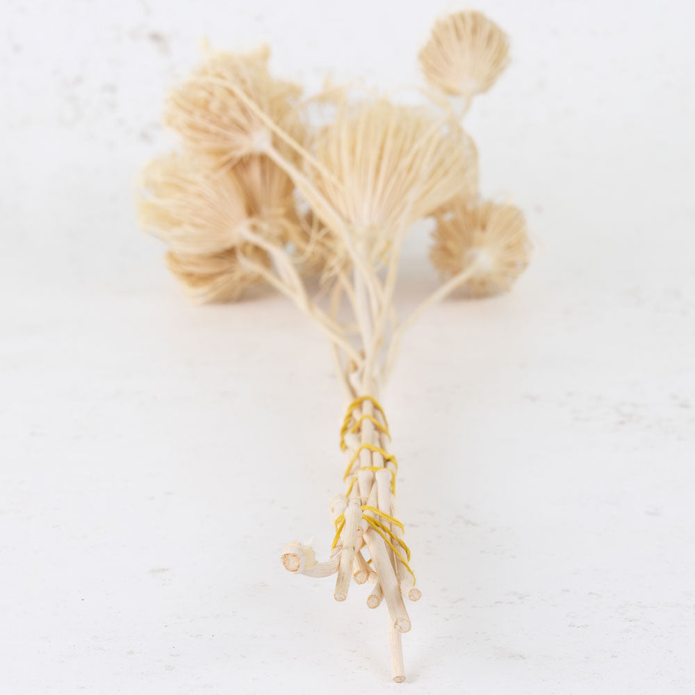 Ammi majus, Bleached White, 10 Stem Bunch
