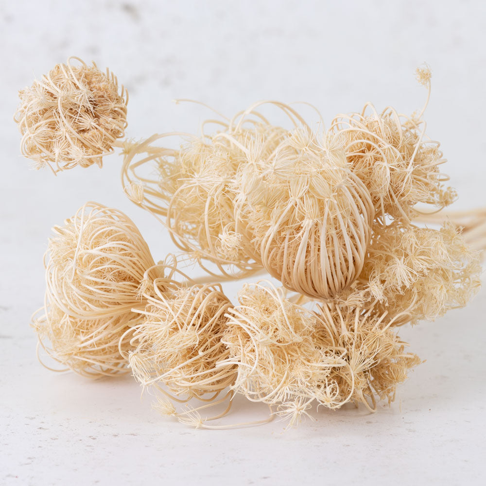 Ammi majus, Bleached White, 10 Stem Bunch