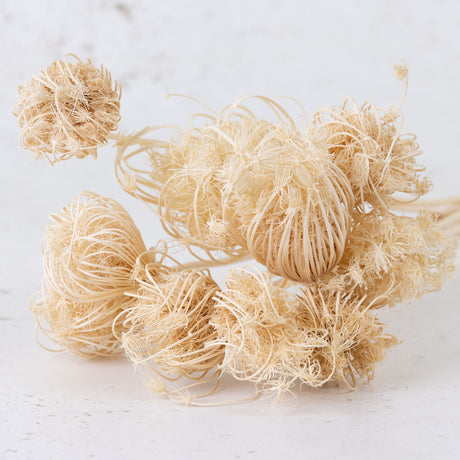 Ammi majus, Bleached White, 10 Stem Bunch