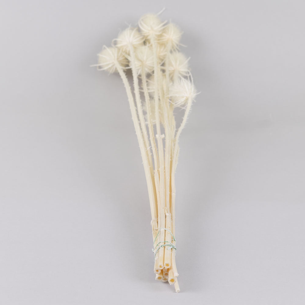 Chardon Thistle, Bleached White
