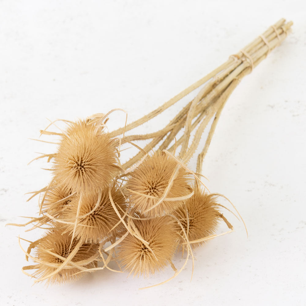 Thick stems with large spherical shaped spikey heads, natural light brown colour