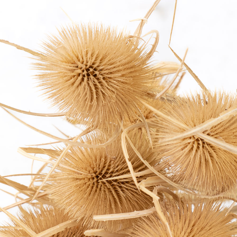 Thick stems with large spherical shaped spikey heads, natural light brown colour