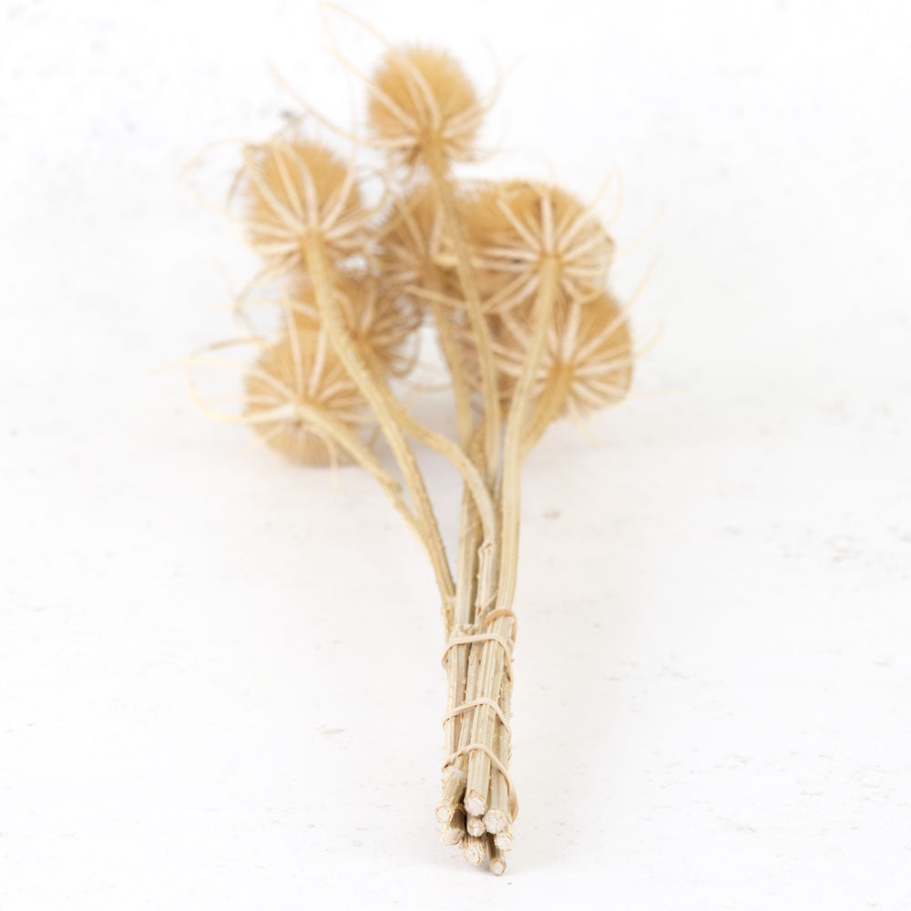Thick stems with large spherical shaped spikey heads, natural light brown colour