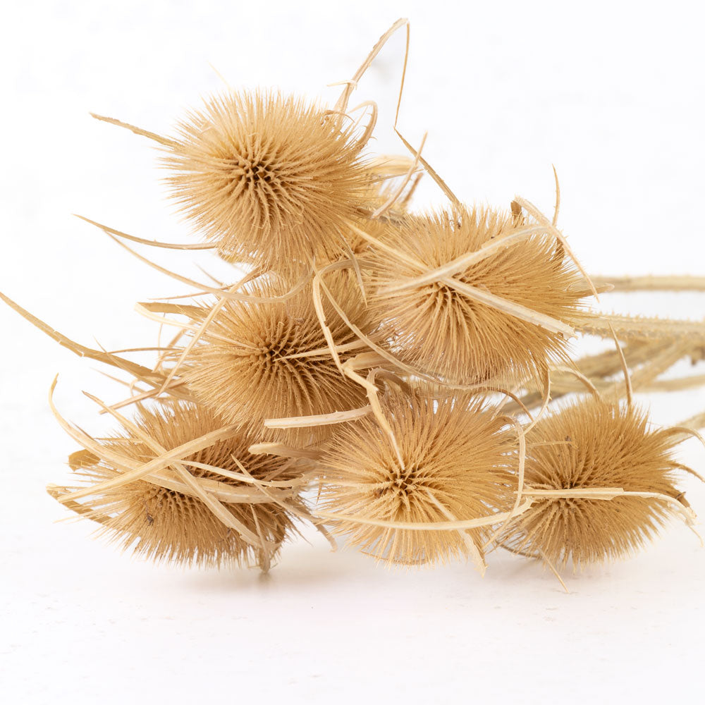 Thick stems with large spherical shaped spikey heads, natural light brown colour
