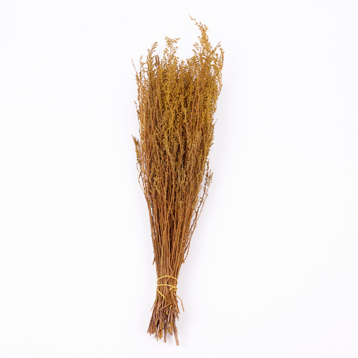 Solidago, Dried, Yellow