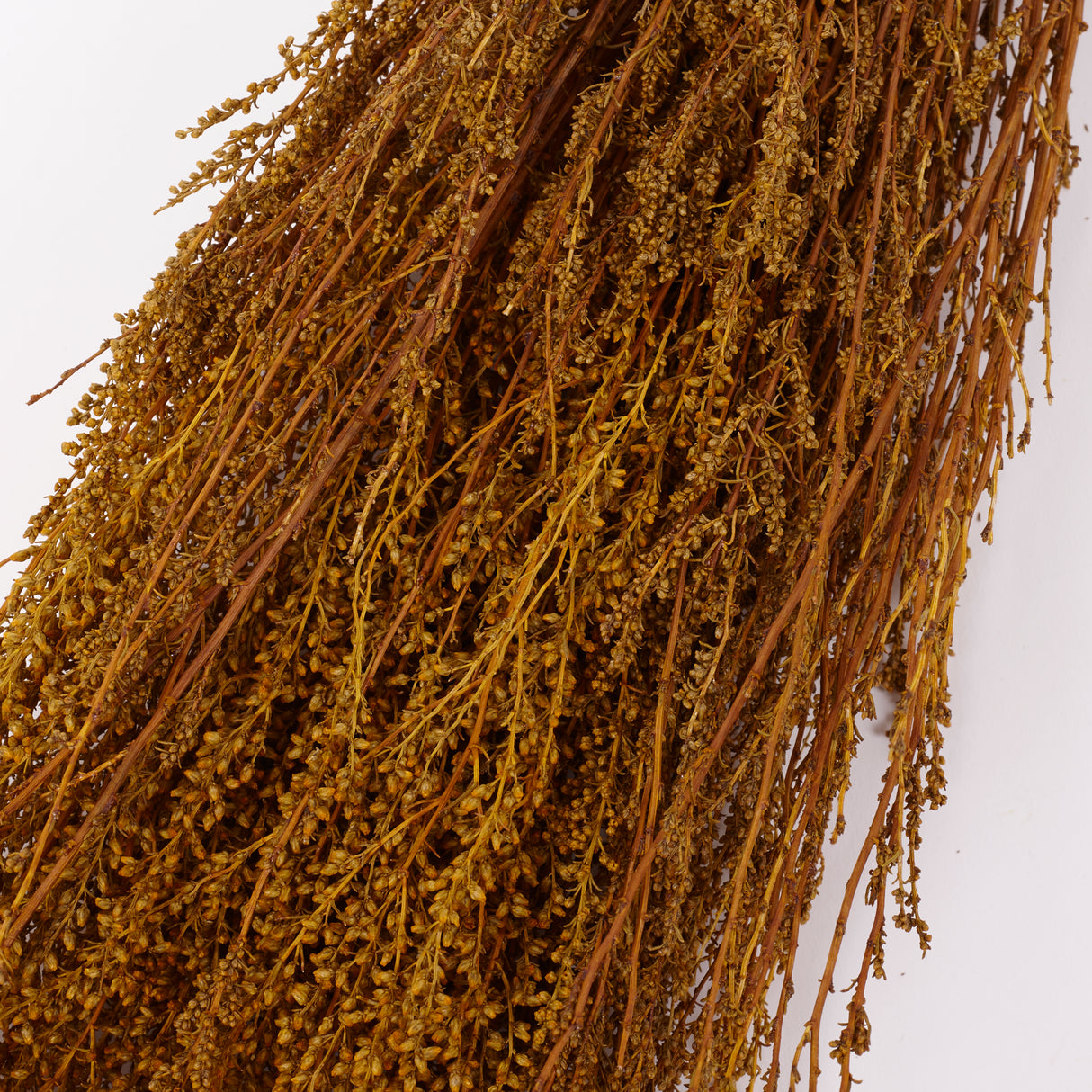 Solidago, Dried, Yellow