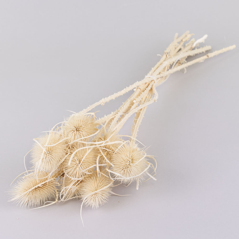 Marshy Thistle, Bleached White, Bunch x 10