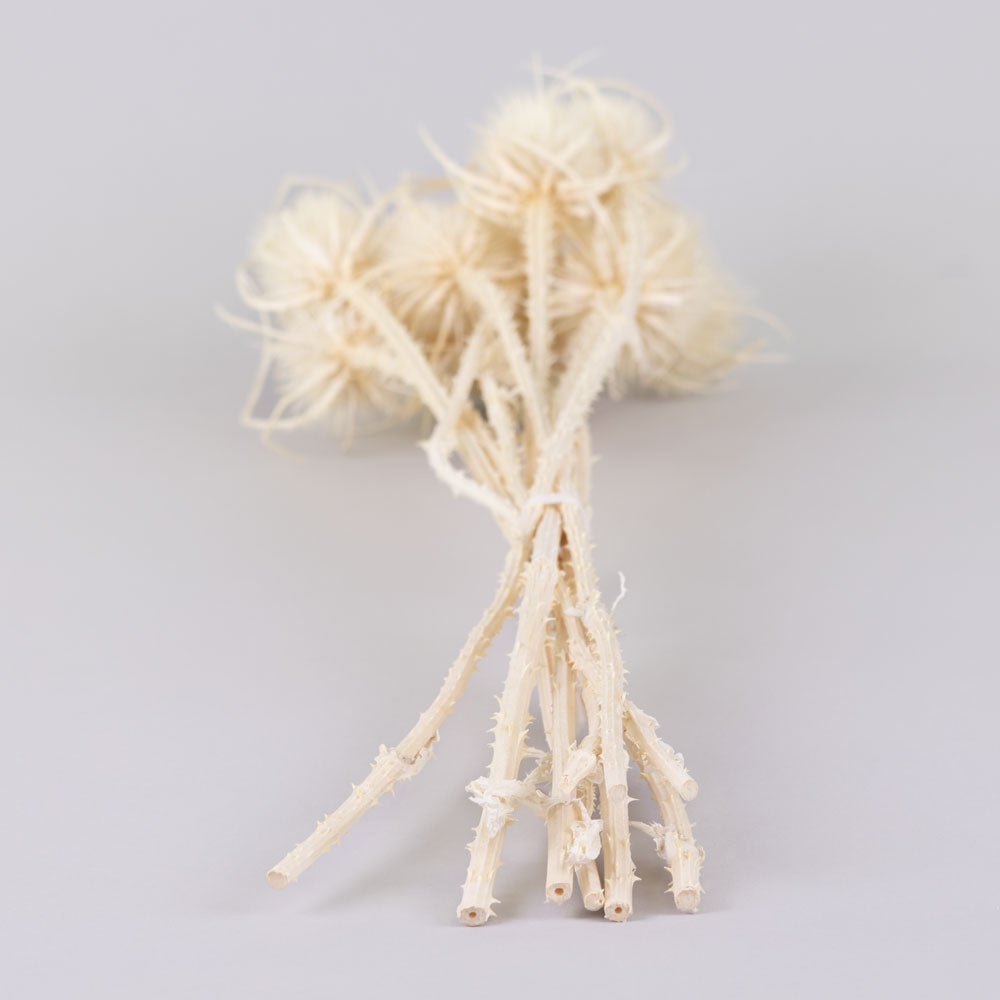 Marshy Thistle, Bleached White, Bunch x 10