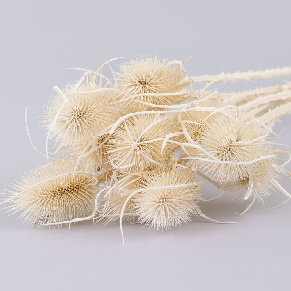Marshy Thistle, Bleached White, Bunch x 10