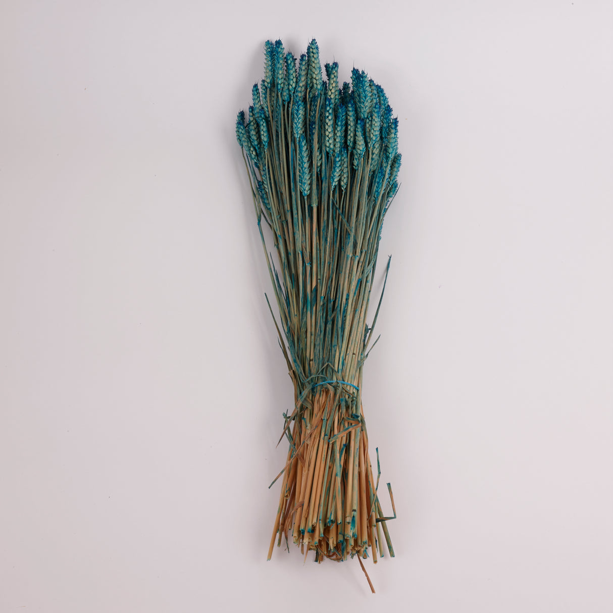Wheat, (Triticum), Dried, Petrol Blue, 70cm