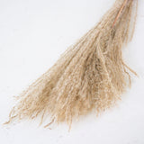 Miscanthus Grass, Dried, Natural