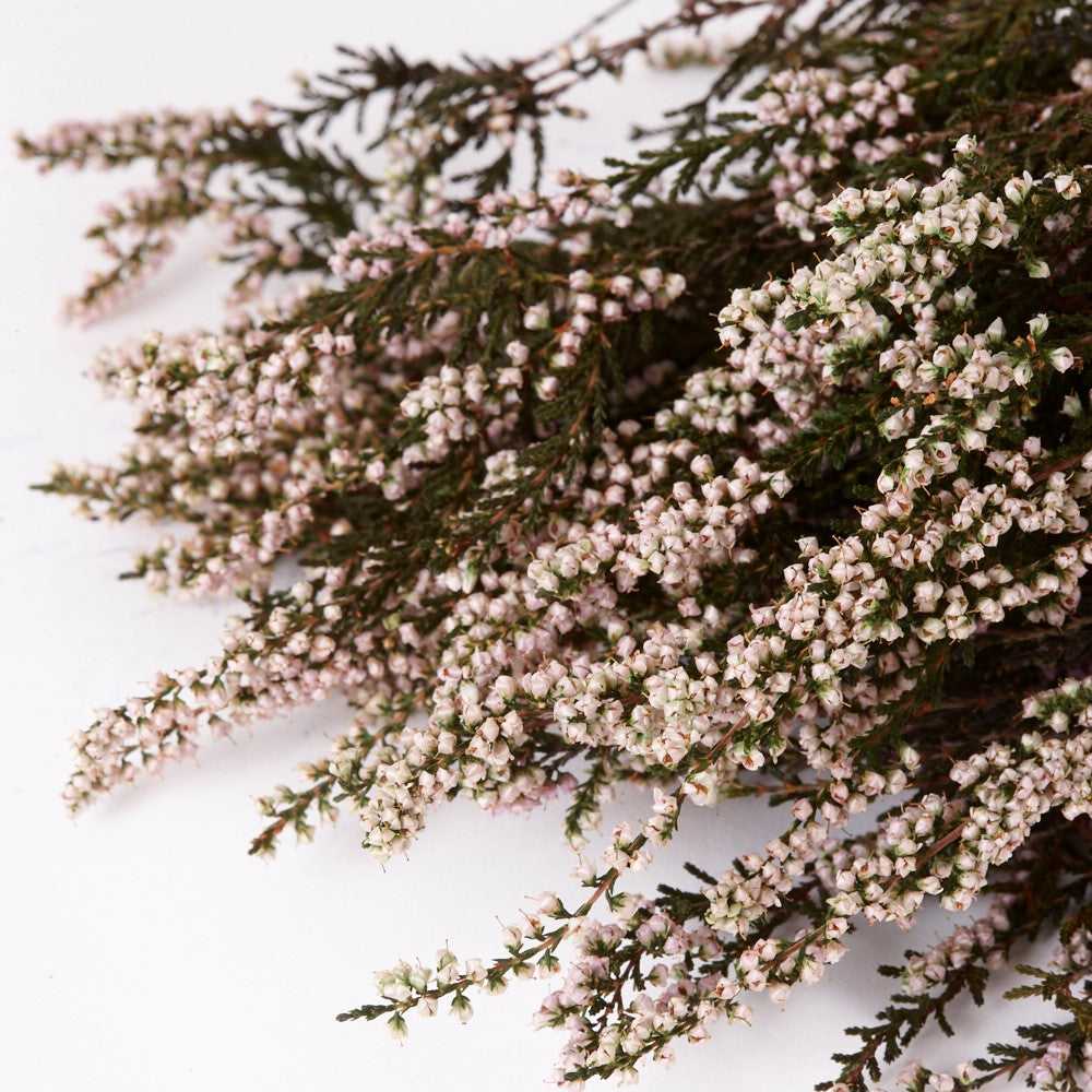 Heather, Preserved, Natural Pink, 150g