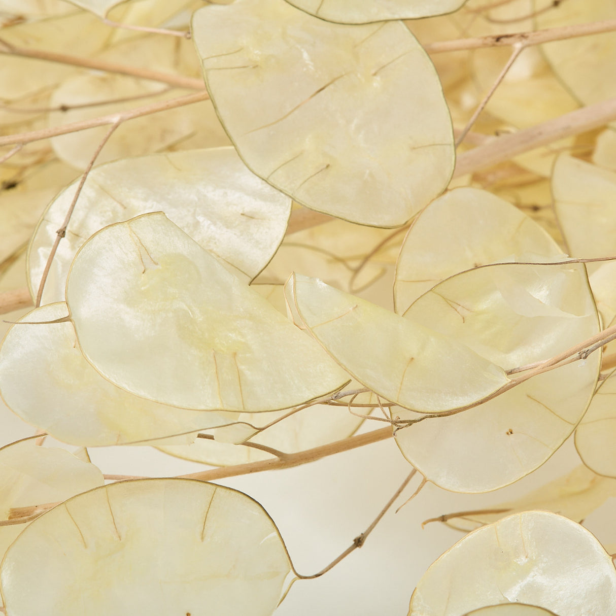 Lunaria, Peeled, Natural, 40g Bunch