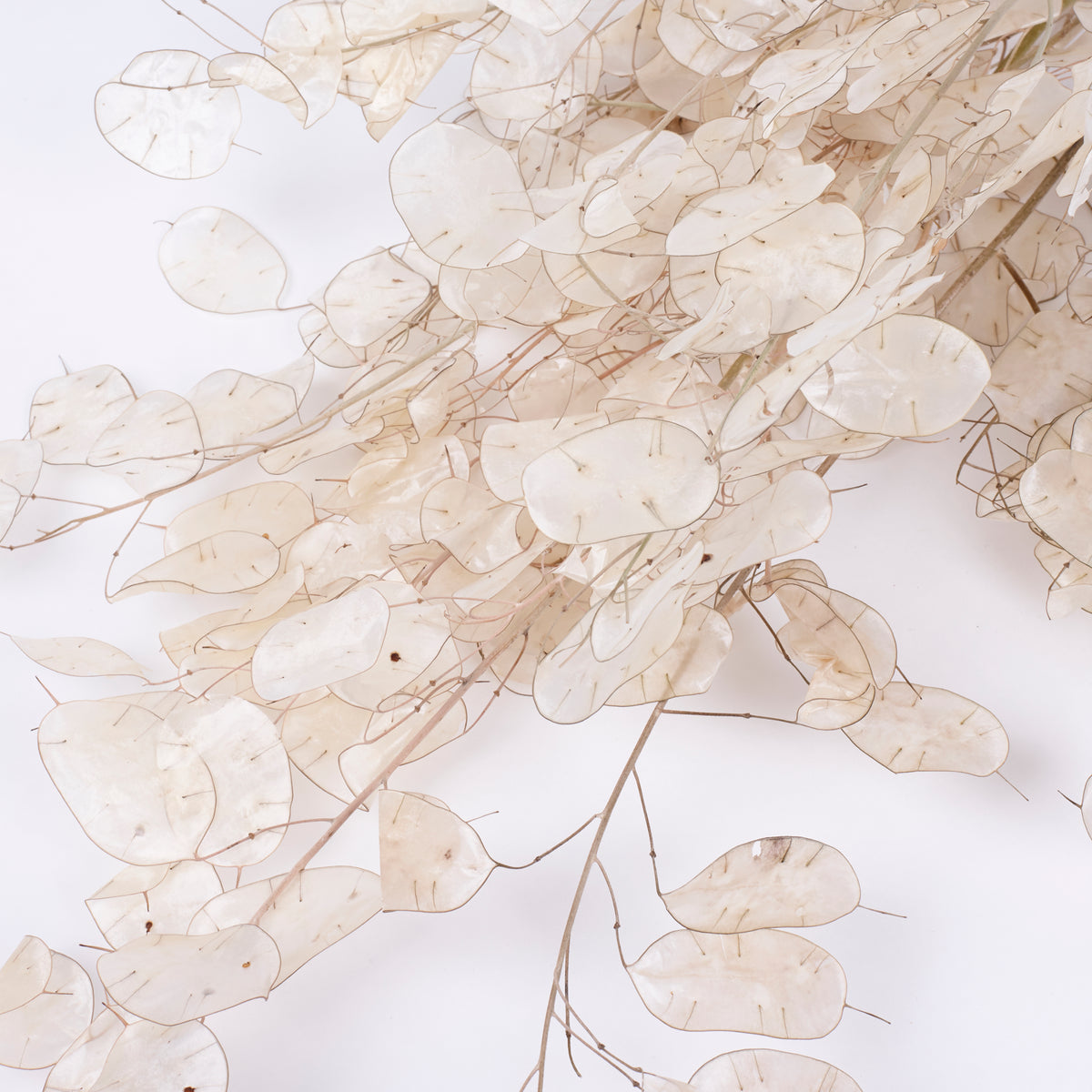 Lunaria, Peeled, Natural, 40g Bunch