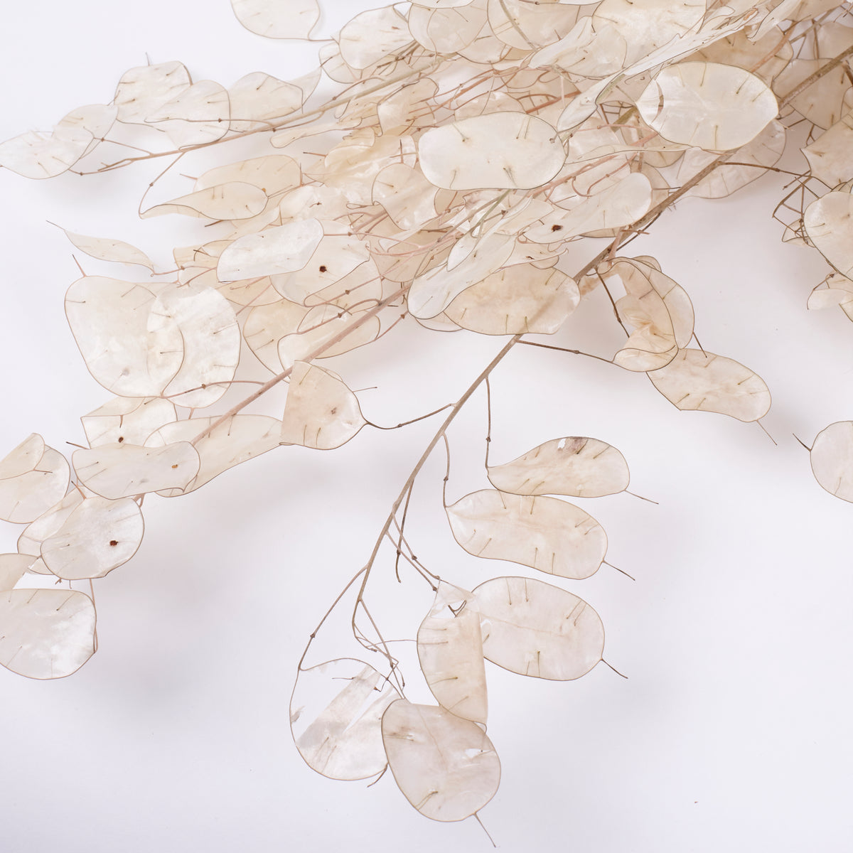 Lunaria, Peeled, Natural, 40g Bunch