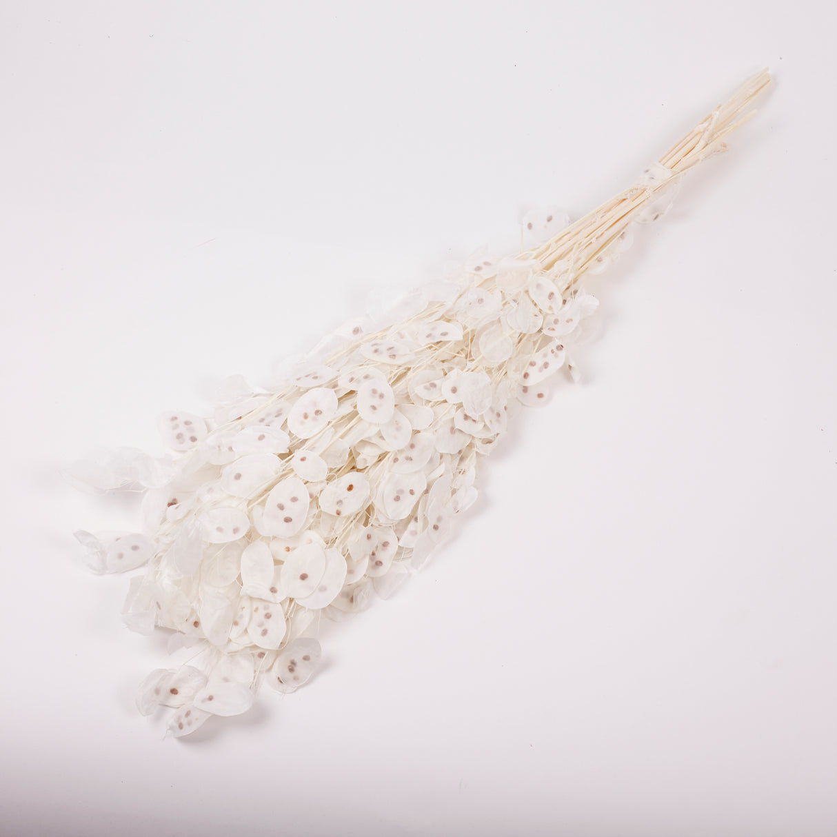 Lunaria, Honesty, White, 80g Bunch