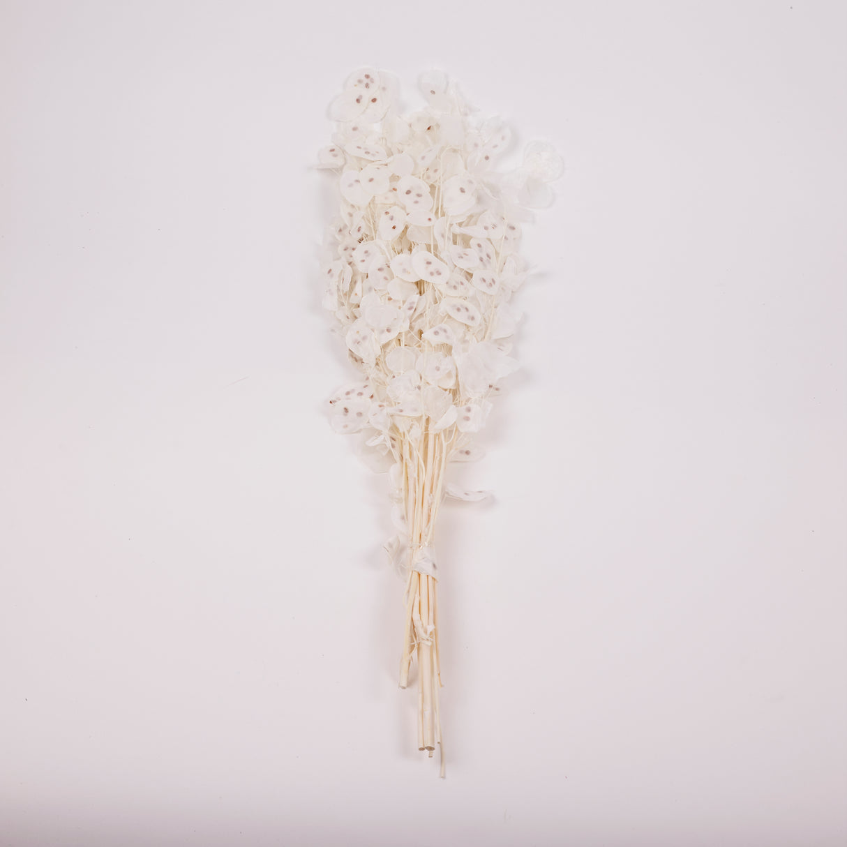 Lunaria, Honesty, White, 80g Bunch