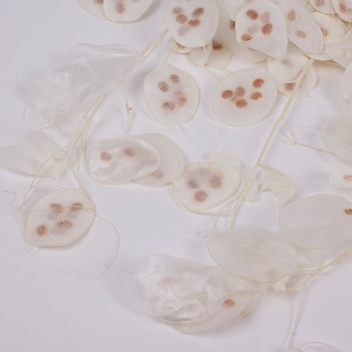 Lunaria, Honesty, White, 80g Bunch