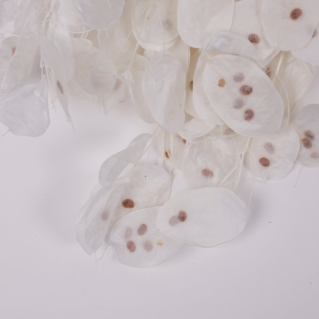 Lunaria, Honesty, White, 80g Bunch