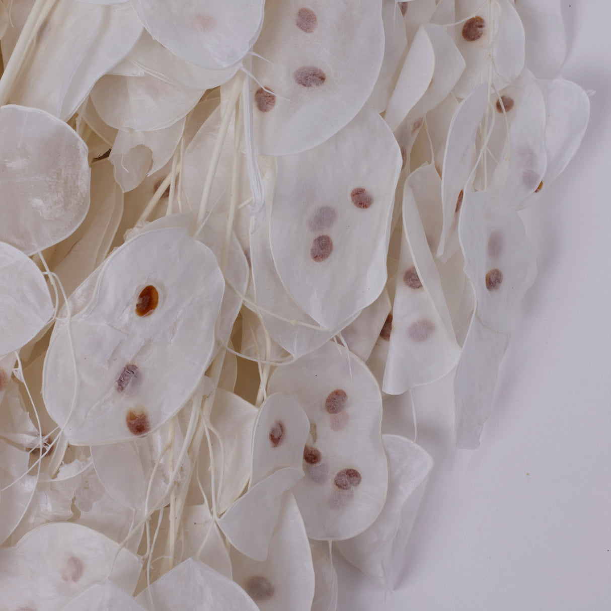 Lunaria, Honesty, White, 80g Bunch