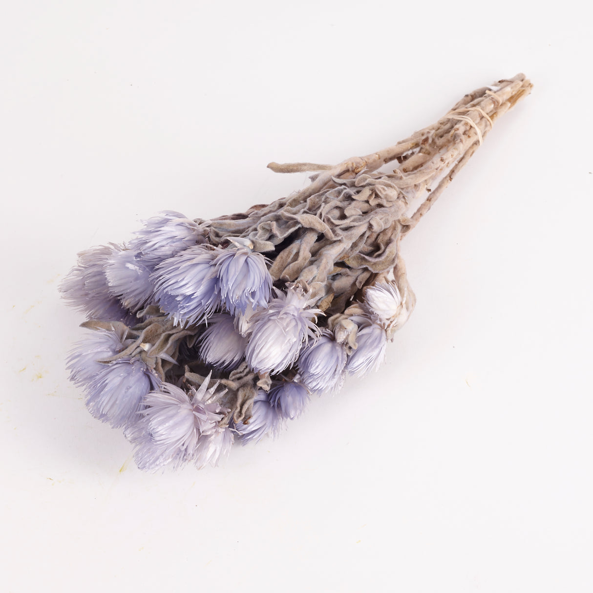 Helichrysum vestitum (capsbloem), Lilac