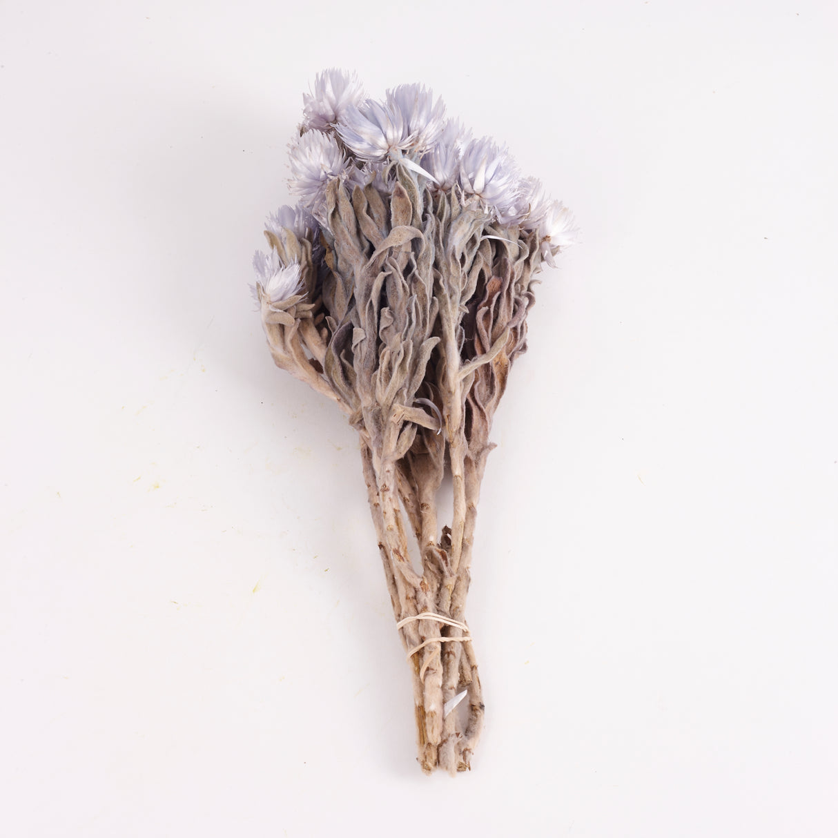 Helichrysum vestitum (capsbloem), Lilac