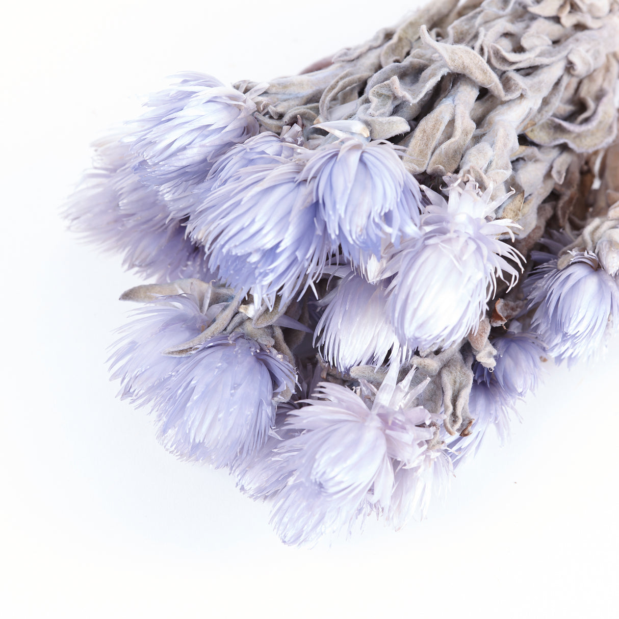 Helichrysum vestitum (capsbloem), Lilac