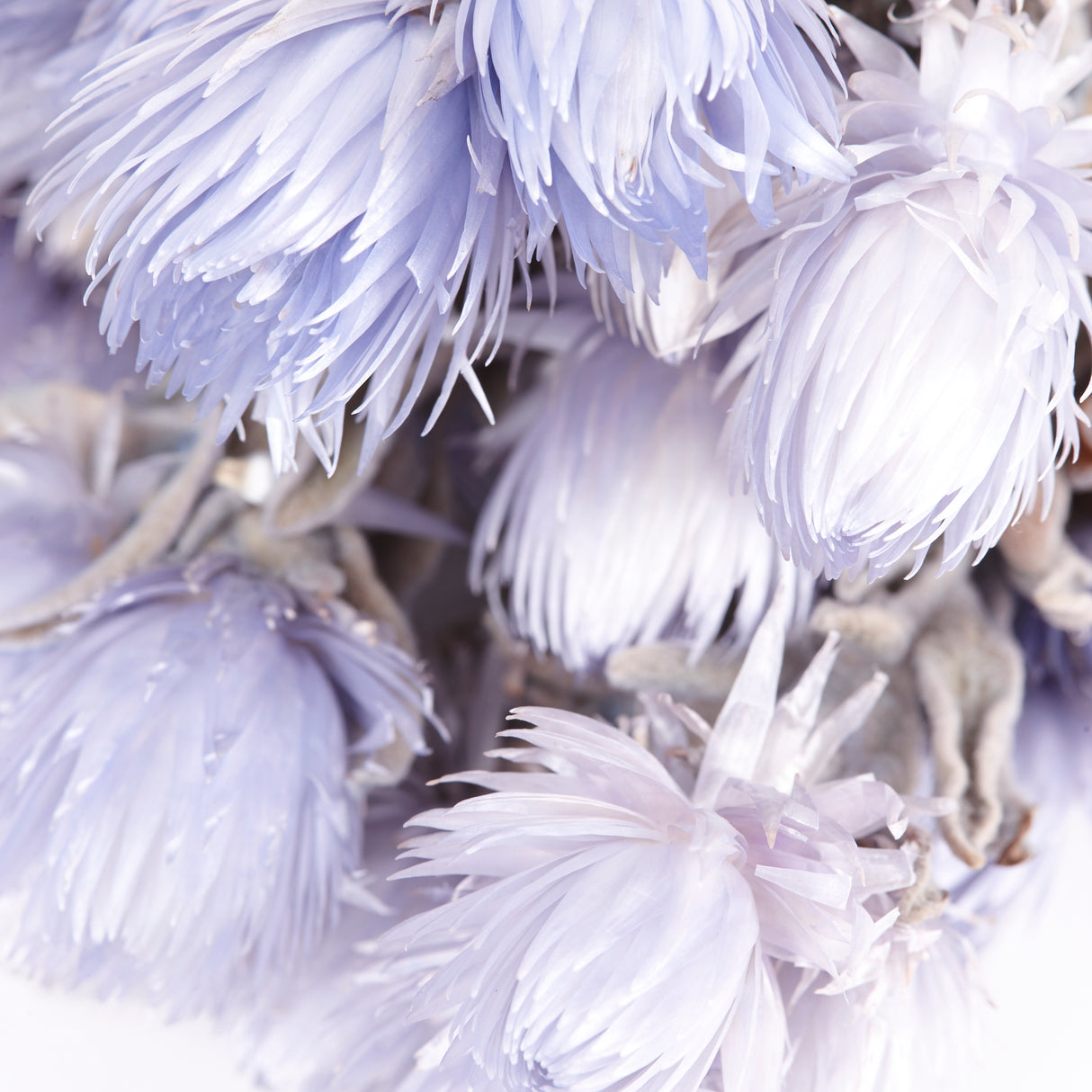Helichrysum vestitum (capsbloem), Lilac