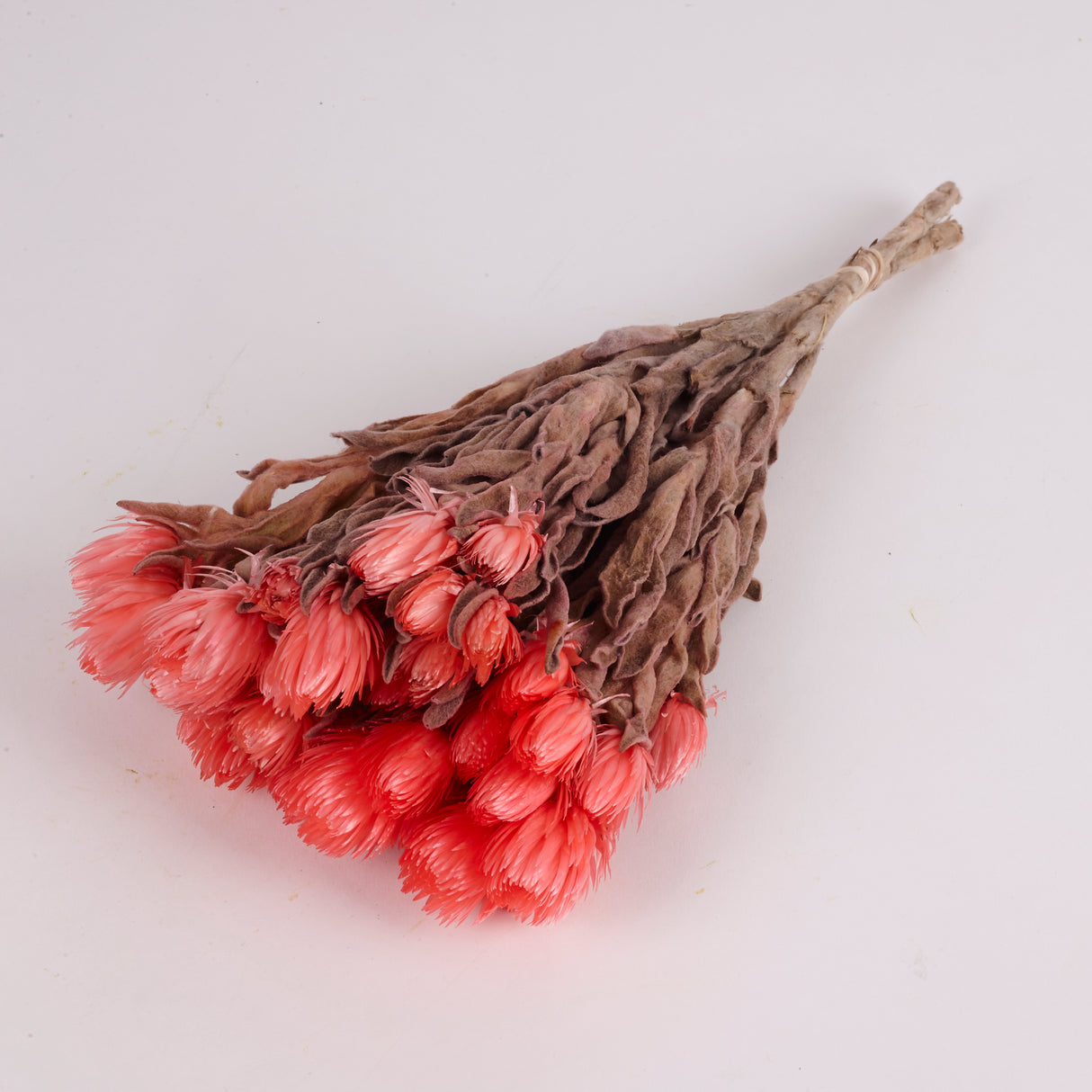 Helichrysum vestitum (capsbloem), Salmon